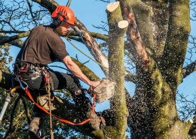tree removal at a work site