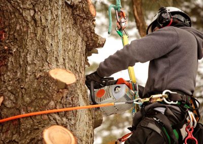 tree trimming at a work site
