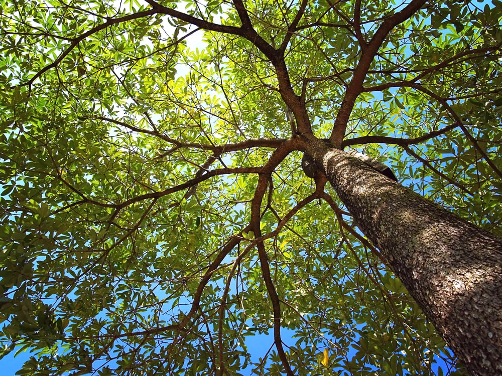 looking through the tree canopy into the sunshine