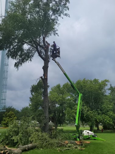 tree trimming at a work site